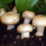 Kraljevski šampinjoni: kako se razlikuju od običnih, opis i fotogra...